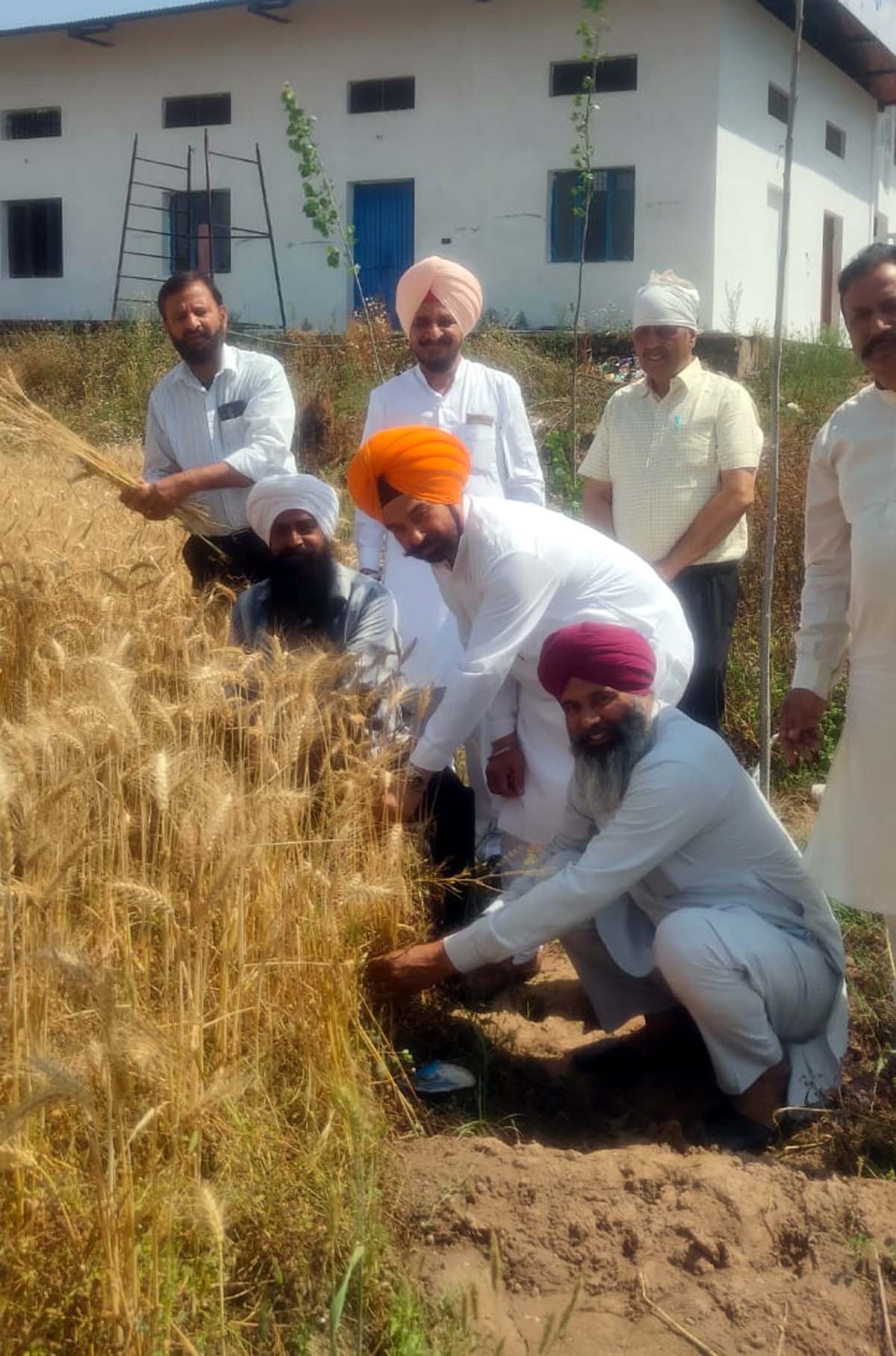 बैसाखी के अवसर पर गेहूं की कटाई शुरू हो जाती है